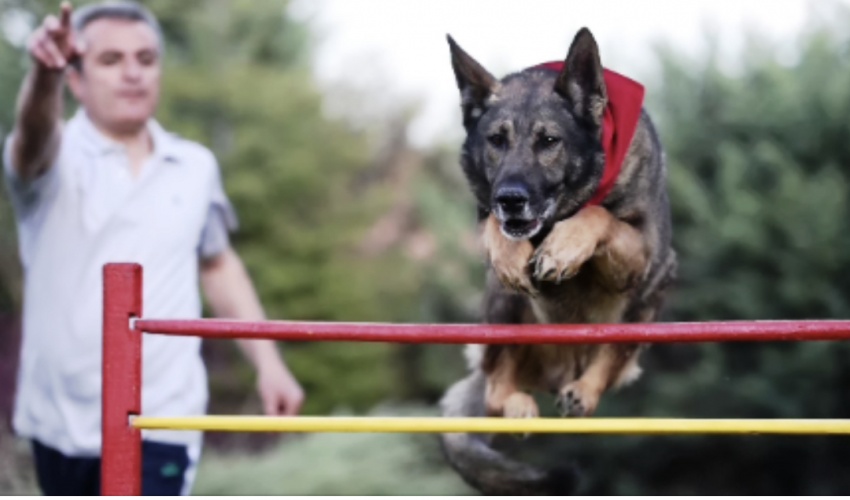 Sportif Eğitimler (Dog Sports)