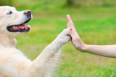 Köpeğiniz İçin 10 İdeal Yaklaşım 