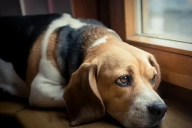 Köpeklerin Evde Yalnız Kalması