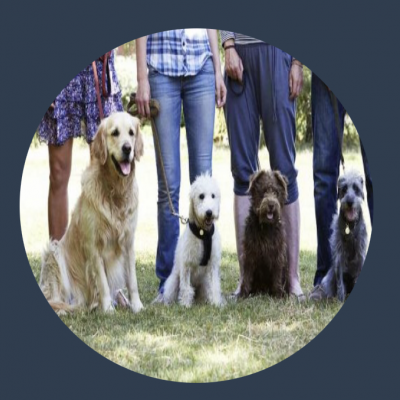 Grup Köpek Eğitimi