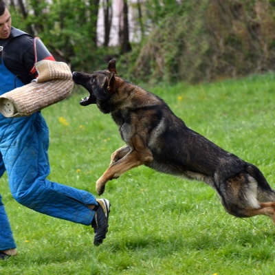 Koruma Eğitimleri (Protecting  Dog Training)