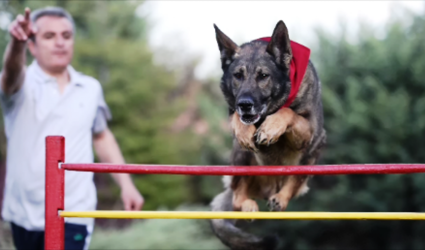 Profesyonel Ellerde Köpek Eğitimi